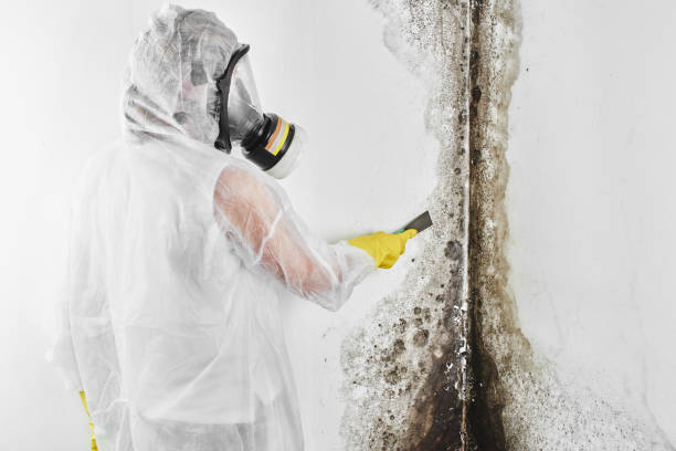 Why You Should Choose Our Mold Remediation Services in Waverly, IL